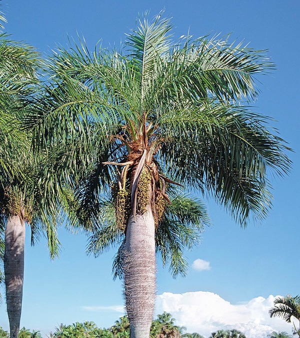 Introducen y potencian productos paraguayos a base de coco natural a Taiwán