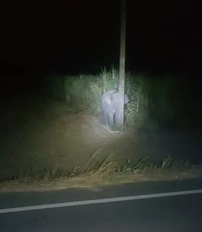 Elefante bebé se hace "viral" tras esconderse detrás de un poste en Tailandia » Ñanduti