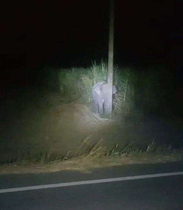 Elefante bebé se hace "viral" tras esconderse detrás de un poste en Tailandia » Ñanduti