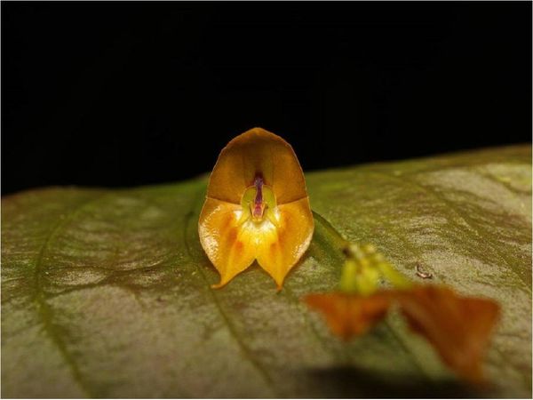 Biólogos hallan una rara especie de orquídea gigante