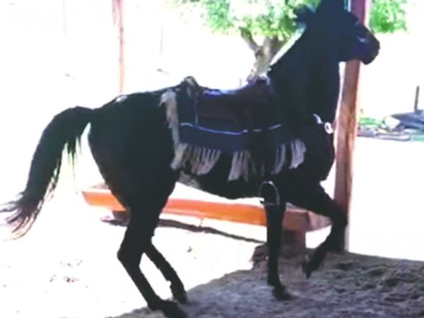 Campesino, el caballo bailarín que es furor