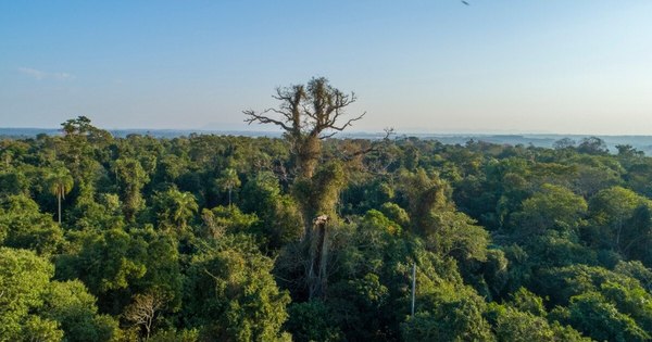 La Nación / Día Mundial del Aire Puro: un llamado urgente por las buenas prácticas ambientales