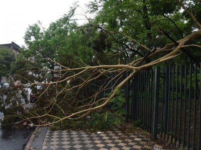Alrededor de 200 árboles urbanos en inminente riesgo de caer en Asunción