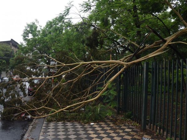 Alrededor de 200 árboles urbanos en inminente riesgo de caer en Asunción