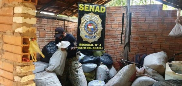 Senad incauta casi 40.000 kilos de marihuana en Maracaná