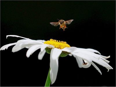 Científicos crean el primer mapa mundial de las abejas