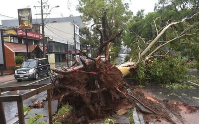 Tormenta del fin de semana tumbó 448 árboles en Asunción - Nacionales - ABC Color