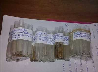 Boquerón en riesgo por Aedes Aegypti