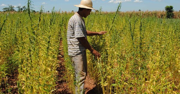 La Nación / El microseguro es herramienta para los pequeños productores