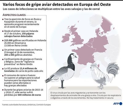 Europa soporta también ahora focos de la gripe aviar y la peste porcina - Mundo - ABC Color
