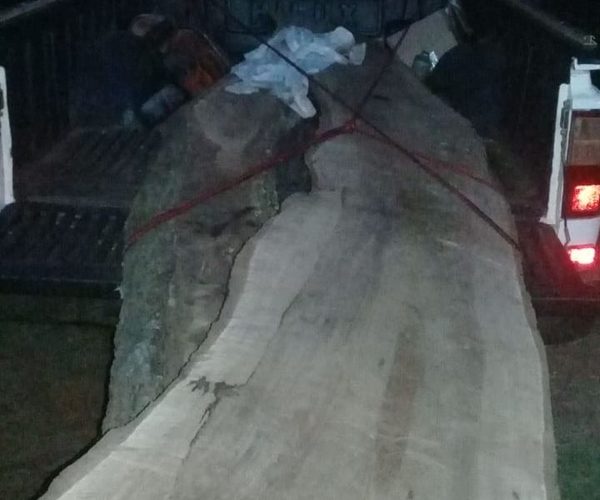 Detienen a jóvenes por tala ilegal de guayaibi