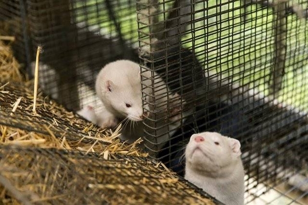 HOY / Detectan en Francia un primer criadero de visones con mutación de COVID-19