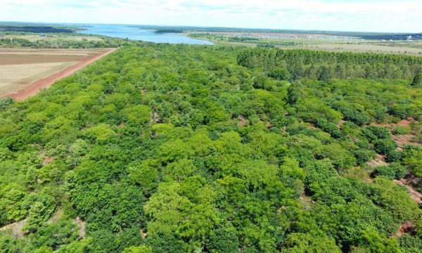 Reforestación en Tatí Yupí muestra resultados alentadores