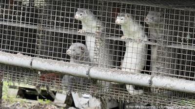 Francia detecta por primera vez coronavirus en criadero de visones