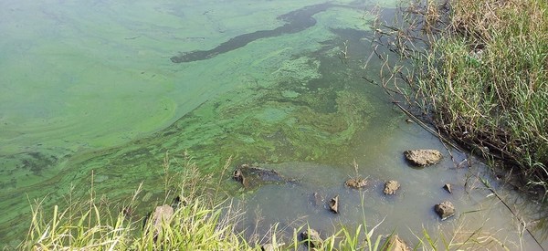 Alerta por presencia de “bacterias prehistóricas” peligrosas en el Río Paraná - ADN Paraguayo