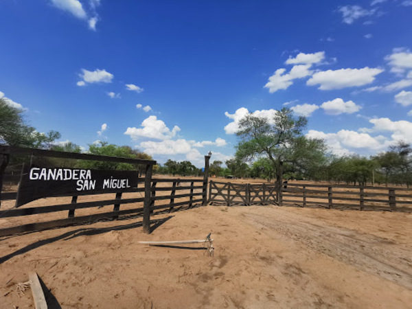 Ganaderos están “convencidos” de una injerencia política detrás de tierras en el Chaco » Ñanduti