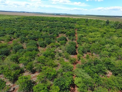 Parcela reforestada del Bosque Atlántico muestra resultados alentadores
