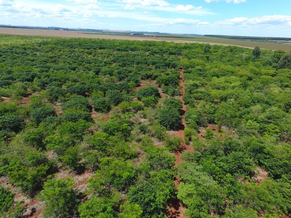Parcela reforestada del Bosque Atlántico muestra resultados alentadores
