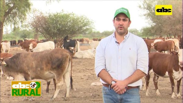 Abc Rural: Cría de ganado pese a 8 meses de sequía en el Chaco - ABC Rural - ABC Color