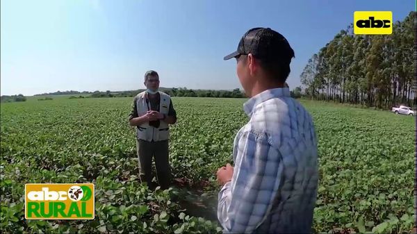 Soja Great Seeds en con tolerancia a sequía (I) - ABC Rural - ABC Color