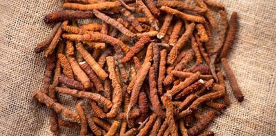 Yarsagumba, la viagra milenaria del Himalaya. | OnLivePy