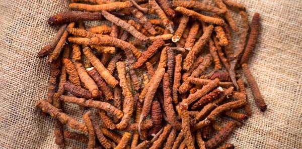Yarsagumba, la viagra milenaria del Himalaya. | OnLivePy