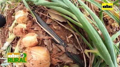 Abc Rural: Uso de sistema de riego aumenta producción de cebolla - ABC Rural - ABC Color