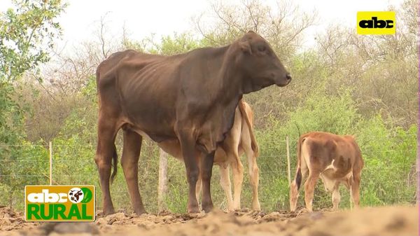 Abc Rural: Recuperación de vacas con cría tras sequía en el Chaco - ABC Rural - ABC Color