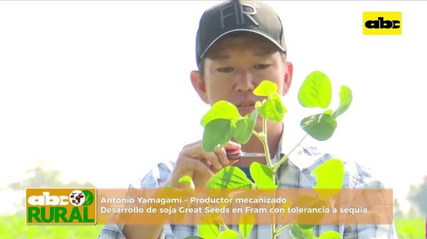 Abc Rural: Soja Great Seeds en con tolerancia a sequía (II) - ABC Rural - ABC Color