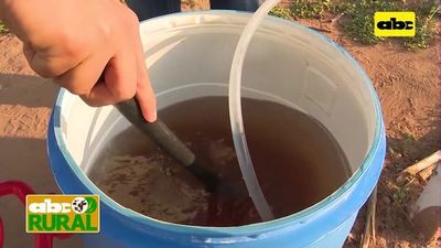 Abc Rural: Preparación de fertirriego con bioestimulante en horticultura - ABC Rural - ABC Color