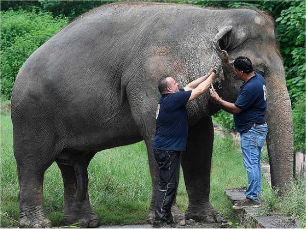Obeso y maltratado, el elefante "más triste" por fin saldrá libre