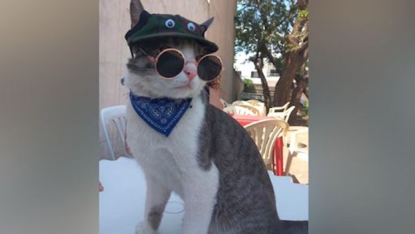 Gato mochilero festejará su cumple con los fans en un hotel