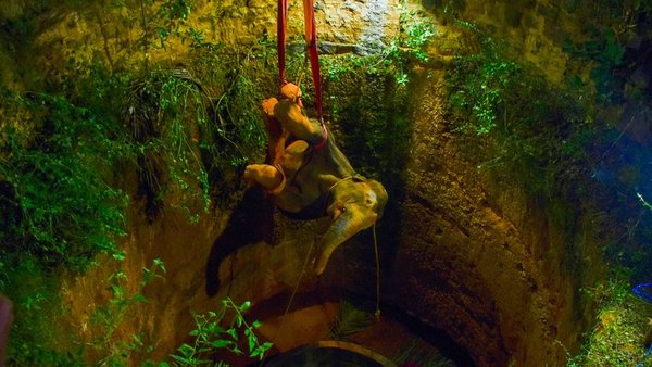Gran operativo para rescatar a elefante que cayó a un pozo en India