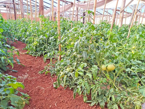 Desafíos en la producción hortícola paraguaya