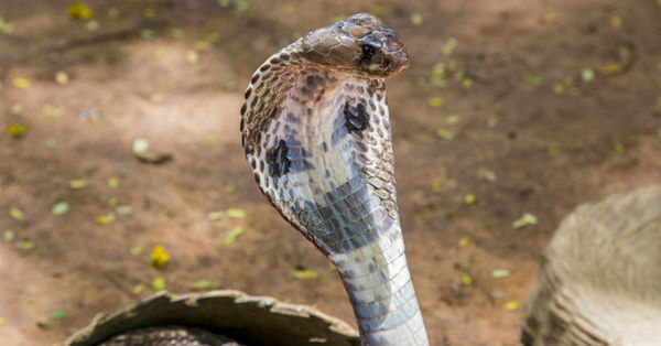 Hombre superó la malaria, el dengue y el coronavirus: ahora fue mordido por una serpiente venenosa - C9N