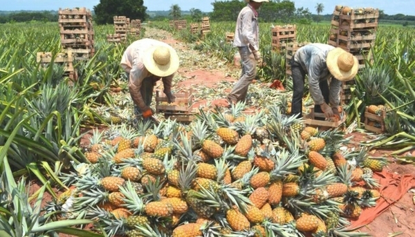 Productores de Horqueta exportarán piña a la Argentina
