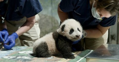 La Nación / El bebé panda del zoo de Washington ya tiene nombre: “Pequeño milagro”