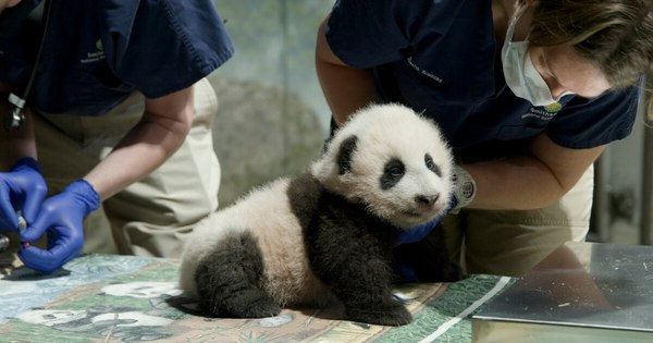 La Nación / El bebé panda del zoo de Washington ya tiene nombre: “Pequeño milagro”