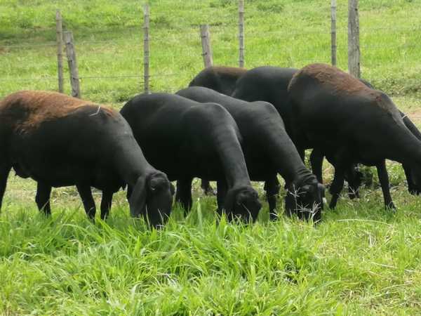 Exportarán a Argentina uno de los carneros Santa Inés más importantes de Paraguay