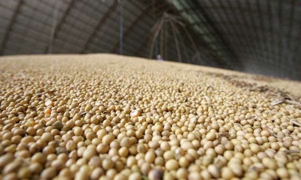 Exportaciones del complejo soja generaron US$ 2.901 millones hasta octubre, un crecimiento del 19%