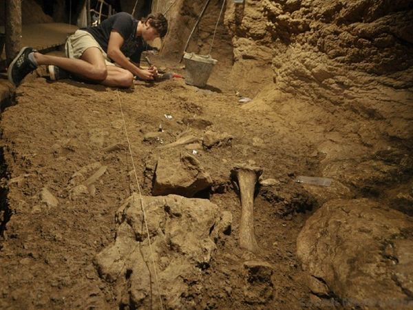 Osos de las cavernas del Paleolítico eran caníbales, según un estudio