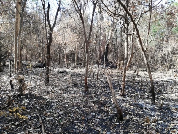 Fuerte incendio en la Reserva San Rafael | OnLivePy