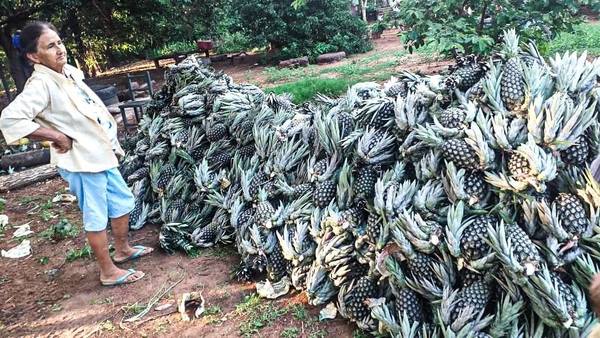 Más de 100 productores de piña exportarán a la Argentina | .::Agencia IP::.