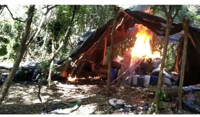 Destruyen campamentos y plantaciones de marihuana en Amambay - Nacionales - ABC Color