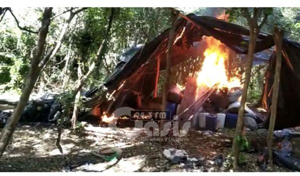 Destruyen campamentos y plantaciones de marihuana en zona de Bella Vista