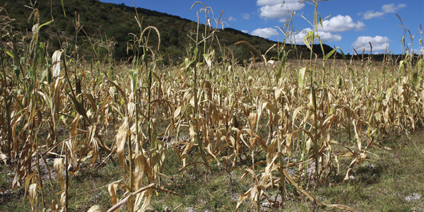 AGUARDAN LLUVIA PARA SIEMBRA DE PRÁCTICAMENTE TODOS LOS RUBROS AGRÍCOLAS