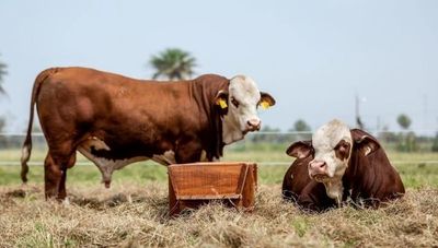 Braford Junior dispone de plataforma laboral para jóvenes interesados en incursionar en el sector agropecuario