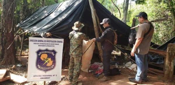 Antinarcóticos destruyó casi dos toneladas de marihuana en munidad indígena de Bella Vista