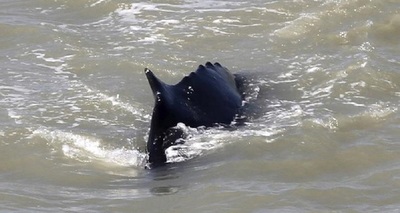 Otra masiva muerte de ballenas en Nueva Zelanda