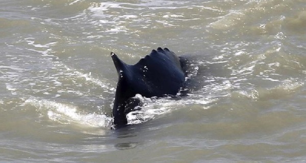 Otra masiva muerte de ballenas en Nueva Zelanda